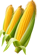 Corn